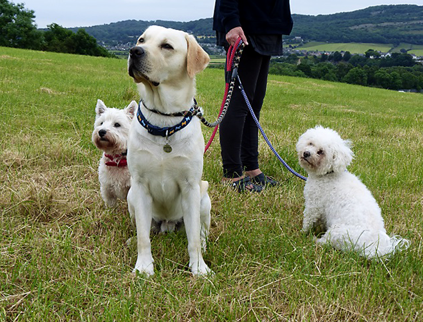Dog sitters wanted in Cumbria